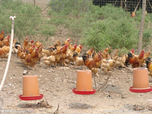 鸡的病毒性感冒,鸡感冒了用什么药好肉鸡感冒用什么药